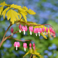 Almanac Planting Co: A vibrant display of golden yellow foliage, this image captures the Yellow Bleeding Heart (Dicentra spectabilis 'Gold Heart') in its full glory, showcasing the plant's distinctive heart-shaped pink flowers against a backdrop of bright leaves.