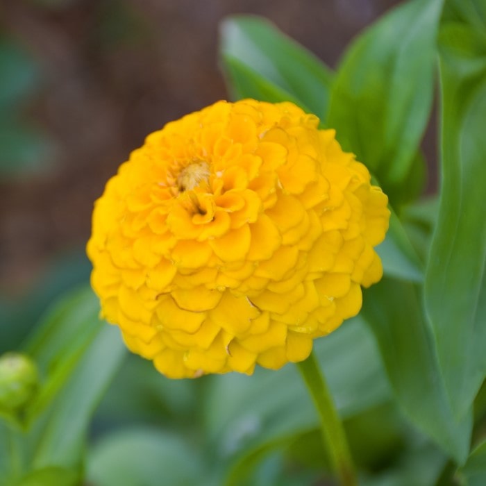 Benary's Giant Zinnia 'Golden Yellow' Zinnia elegans (AKA Zinnia violacea)). A side image of a massive, double flowered, yellow bloom with a yellow center.