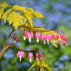 Almanac Planting Co: A vibrant display of golden yellow foliage, this image captures the Yellow Bleeding Heart (Dicentra spectabilis 'Gold Heart') in its full glory, showcasing the plant's distinctive heart-shaped pink flowers against a backdrop of bright leaves.