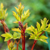 Almanac Planting Co: Close-up of young shoots of the Yellow Bleeding Heart (Dicentra spectabilis 'Gold Heart'), highlighting the plant's early growth stage with reddish stems and emerging yellow-green leaves, promising the arrival of its unique blossoms.