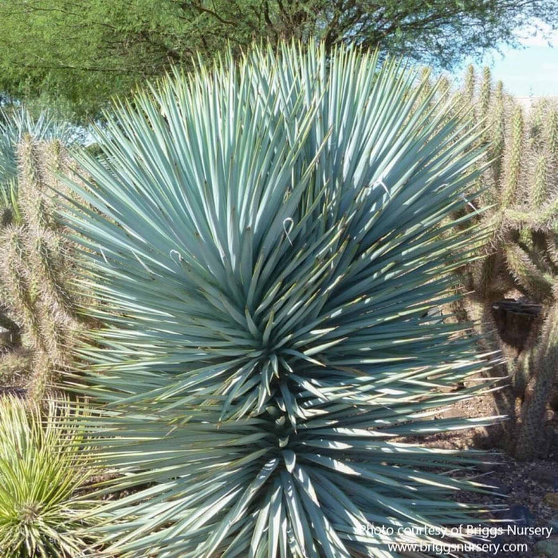 Yucca rigida 'Blue Sentry' | Adam's Needle – Almanac Planting Co