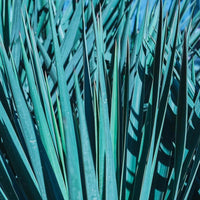 Almanac Planting Co: Vivid display of the sharp, spiky foliage of Yucca 'Blue Sentry' (Spanish Dagger), ideal for adding architectural interest to water-wise gardens.
