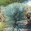 Almanac Planting Co: Yucca 'Blue Sentry' (Yucca rigida) thriving in a desert garden setting, highlighting its low water needs and high drought tolerance, suitable for arid climates.