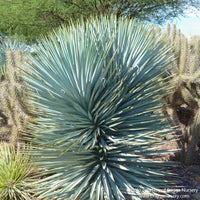 Almanac Planting Co: Yucca 'Blue Sentry' (Yucca rigida) thriving in a desert garden setting, highlighting its low water needs and high drought tolerance, suitable for arid climates.