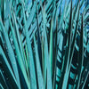 Almanac Planting Co: Vivid display of the sharp, spiky foliage of Yucca 'Blue Sentry' (Spanish Dagger), ideal for adding architectural interest to water-wise gardens.