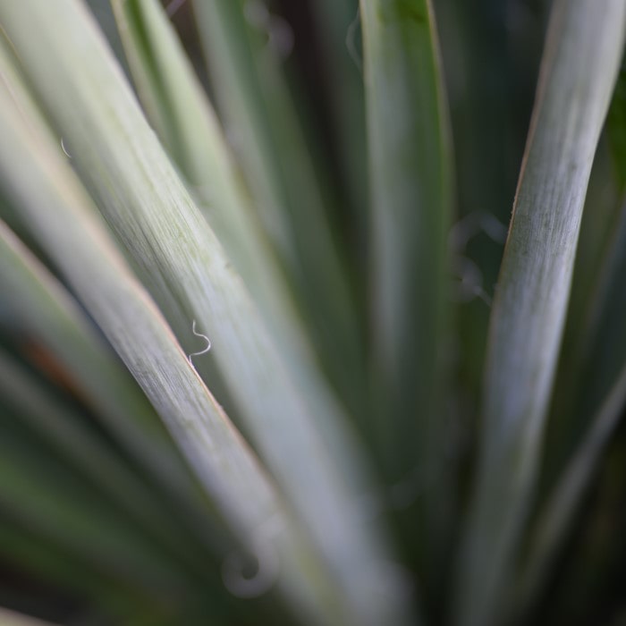 Almanac Planting Co: Close-up of Yucca 'Blue Sentry' (Yucca rigida) showcasing its distinctive bluish-green leaves, perfect for dry garden landscaping and xeriscape designs.