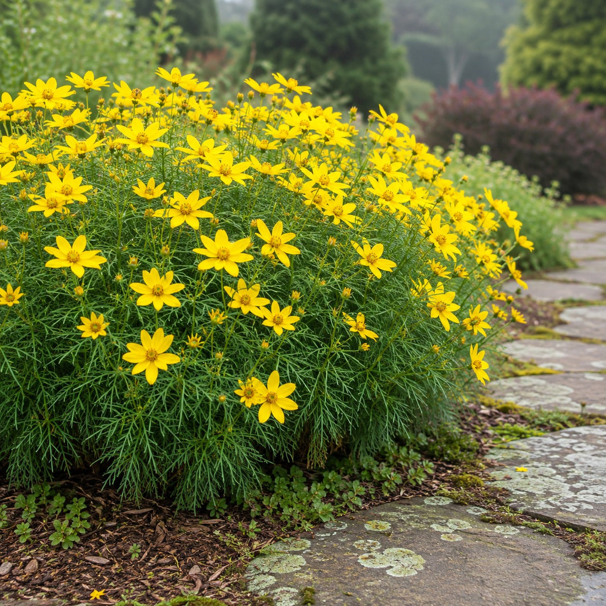 Almanac Planting Co: Zagreb Threadleaf Coreopsis covered in yellow flowers beside a lichen-covered flagstone garden path