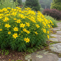 Almanac Planting Co: Zagreb Threadleaf Coreopsis covered in yellow flowers beside a lichen-covered flagstone garden path
