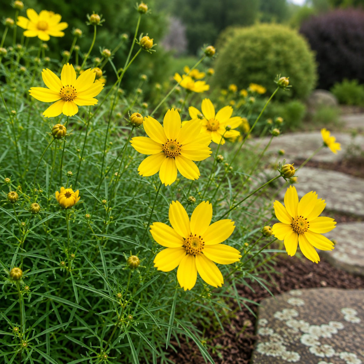 Almanac Planting Co: Close-up of Zagreb Threadleaf Coreopsis showing bright yellow daisy-like flowers, buds and threadleaf foliage