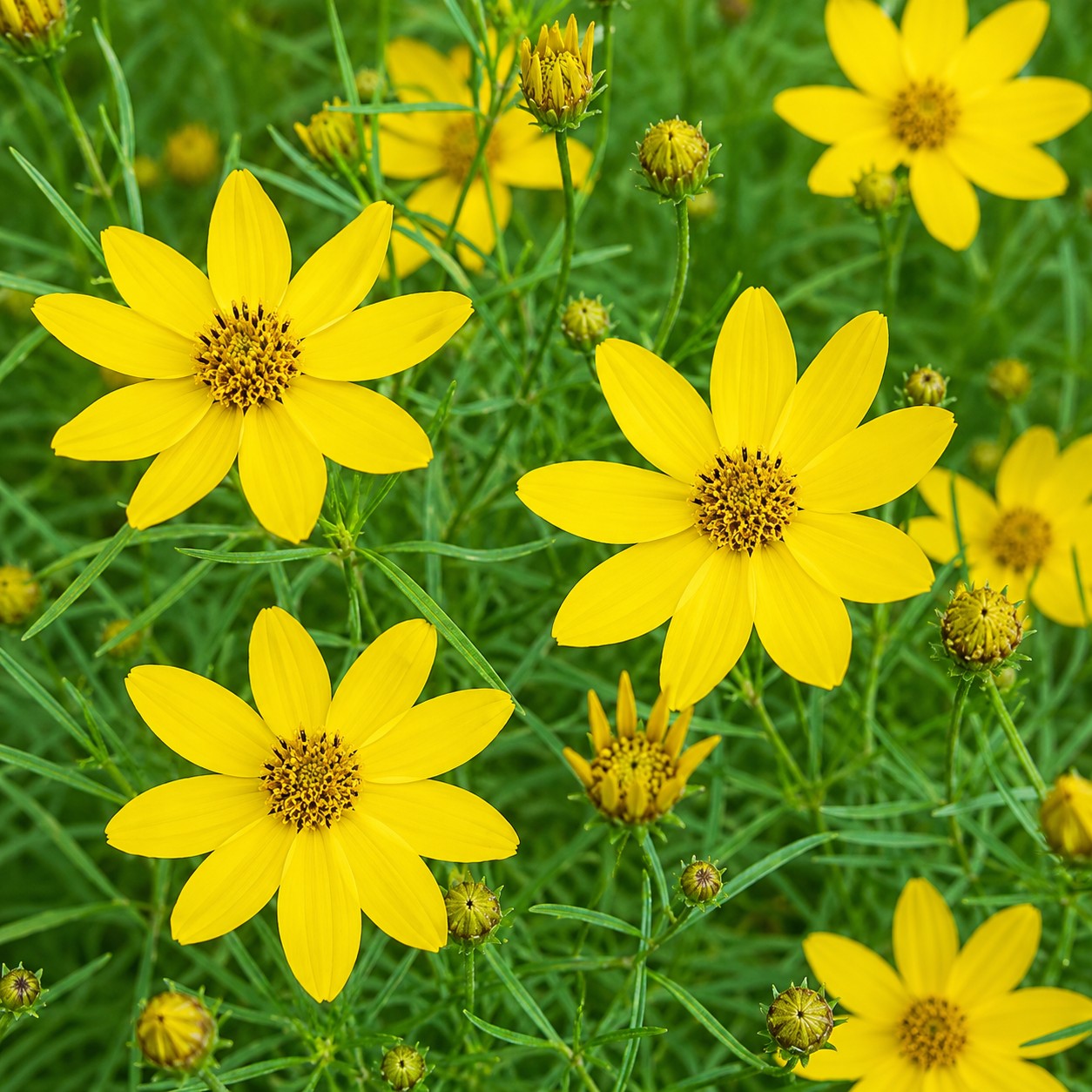 Almanac Planting Co: Close-up of Zagreb Threadleaf Coreopsis yellow flowers and buds above finely textured green foliage
