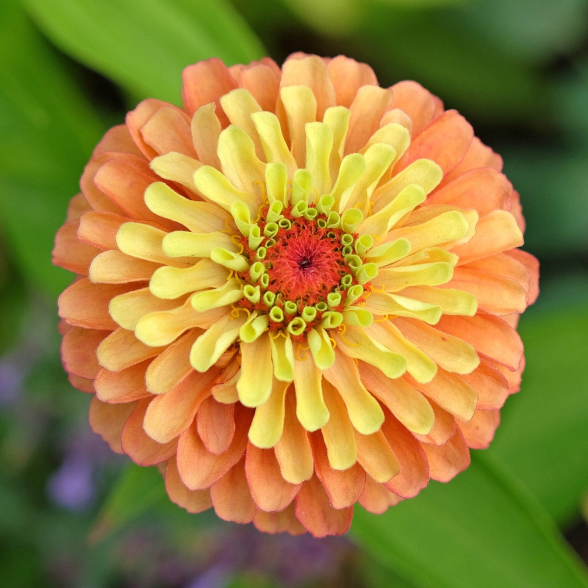 Almanac Planting Co: Zinnia 'Queeny Lime Orange' bloom showing layered petals in soft lime, peach, and coral tones