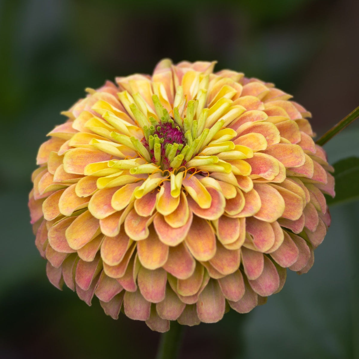Almanac Planting Co: Zinnia 'Queeny Lime with Blush' bloom showing soft lime petals blending into pink blush tones