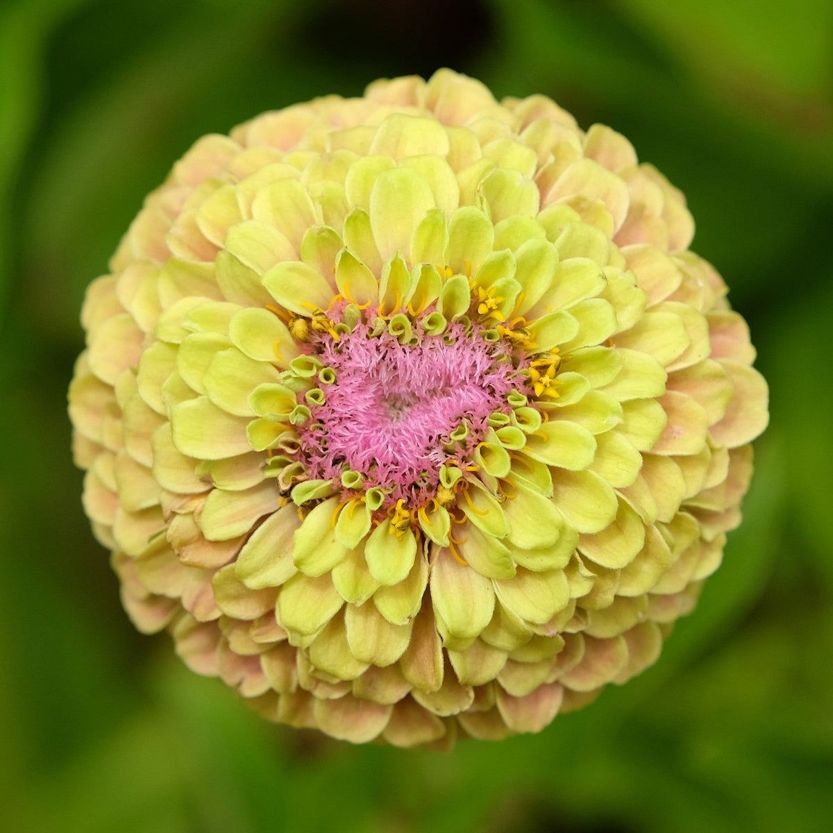 Almanac Planting Co: Zinnia 'Queeny Lime with Blush' flowers in garden setting displaying ombré lime-to-blush coloring