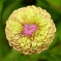 Almanac Planting Co: Zinnia 'Queeny Lime with Blush' flowers in garden setting displaying ombré lime-to-blush coloring