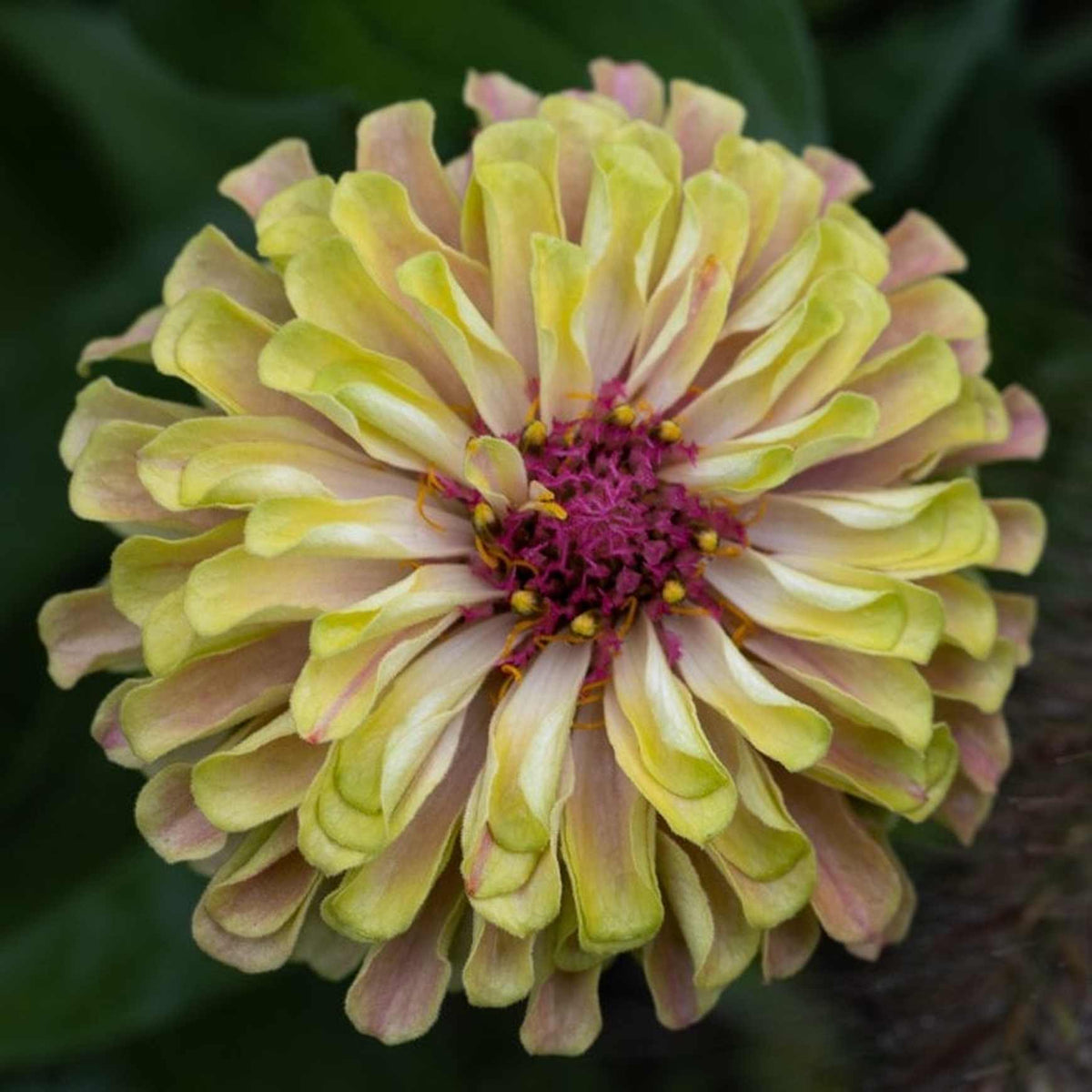 Almanac Planting Co Zinnia 'Queeny Red Lime' (Zinnia elegans). The center is magenta and the petals are yellow, pink, and red.