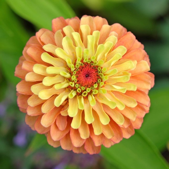 Almanac Planting Co: Zinnia 'Queeny Lime Orange' bloom showing layered petals in soft lime, peach, and coral tones