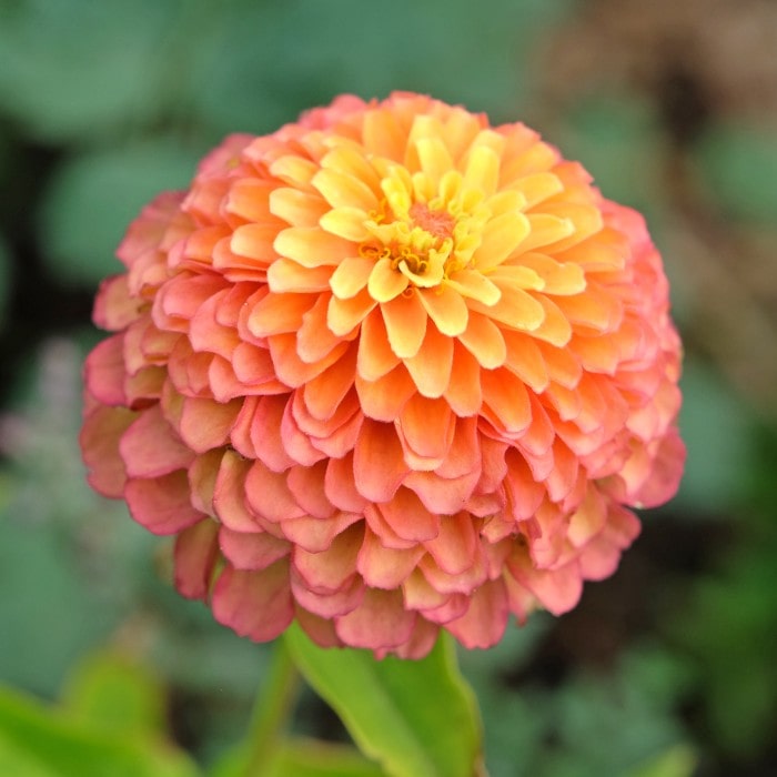 Almanac Planting Co: Zinnia 'Queeny Lime Orange' flowers in garden bed displaying gradient orange and lime coloring