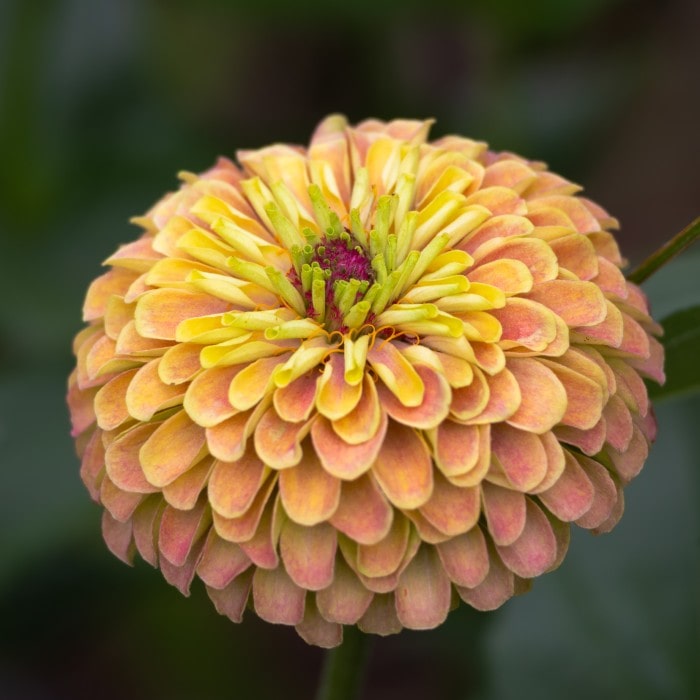 Almanac Planting Co: Zinnia 'Queeny Lime with Blush' bloom showing soft lime petals blending into pink blush tones