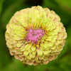 Almanac Planting Co: Zinnia 'Queeny Lime with Blush' flowers in garden setting displaying ombré lime-to-blush coloring