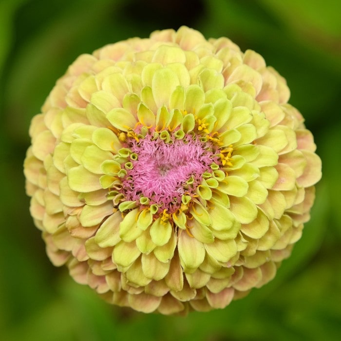 Almanac Planting Co: Zinnia 'Queeny Lime with Blush' flowers in garden setting displaying ombré lime-to-blush coloring