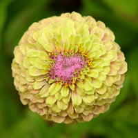 Almanac Planting Co: Zinnia 'Queeny Lime with Blush' flowers in garden setting displaying ombré lime-to-blush coloring