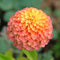 Almanac Planting Co: Zinnia 'Queeny Lime Orange' flowers in garden bed displaying gradient orange and lime coloring