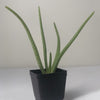 Almanac Planting Co: Mature Aloe Vera houseplant in black container showing upright fleshy leaves