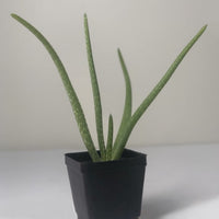 Almanac Planting Co: Mature Aloe Vera houseplant in black container showing upright fleshy leaves
