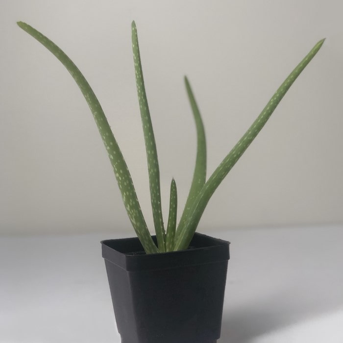 Almanac Planting Co: Mature Aloe Vera houseplant in black container showing upright fleshy leaves