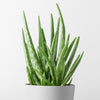 Almanac Planting Co: Aloe Vera plant with thick green leaves in a white pot on a light background