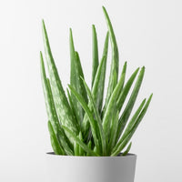 Almanac Planting Co: Aloe Vera plant with thick green leaves in a white pot on a light background