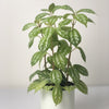 Almanac Planting Co: Mature Aluminum Plant showing metallic-silver foliage and upright growth