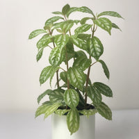 Almanac Planting Co: Mature Aluminum Plant showing metallic-silver foliage and upright growth