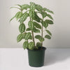 Almanac Planting Co: Healthy Pilea cadierei Aluminum Plant in green nursery pot