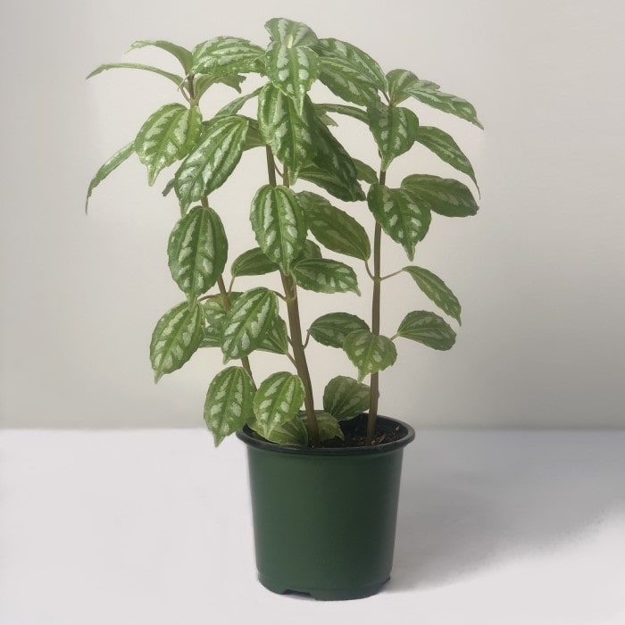 Almanac Planting Co: Healthy Pilea cadierei Aluminum Plant in green nursery pot