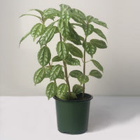 Almanac Planting Co: Healthy Pilea cadierei Aluminum Plant in green nursery pot