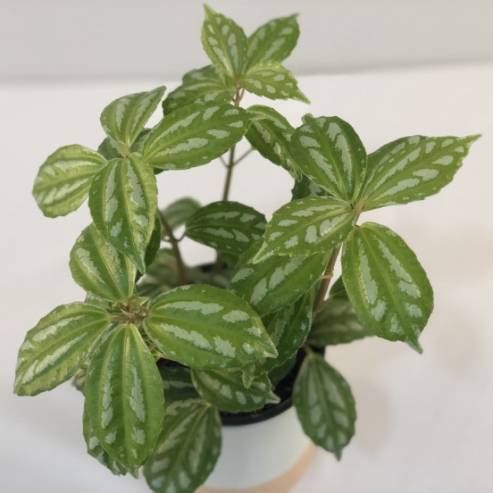 Almanac Planting Co: Aluminum Plant with silvery variegated leaves in a white pot