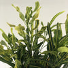 Almanac Planting Co: Codiaeum variegatum 'Banana' showcasing vivid lime and golden-yellow tropical foliage indoors