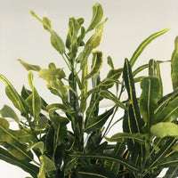 Almanac Planting Co: Codiaeum variegatum 'Banana' showcasing vivid lime and golden-yellow tropical foliage indoors