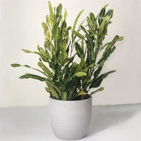 Almanac Planting Co: Banana Croton houseplant with bright yellow-green variegated leaves in white pot