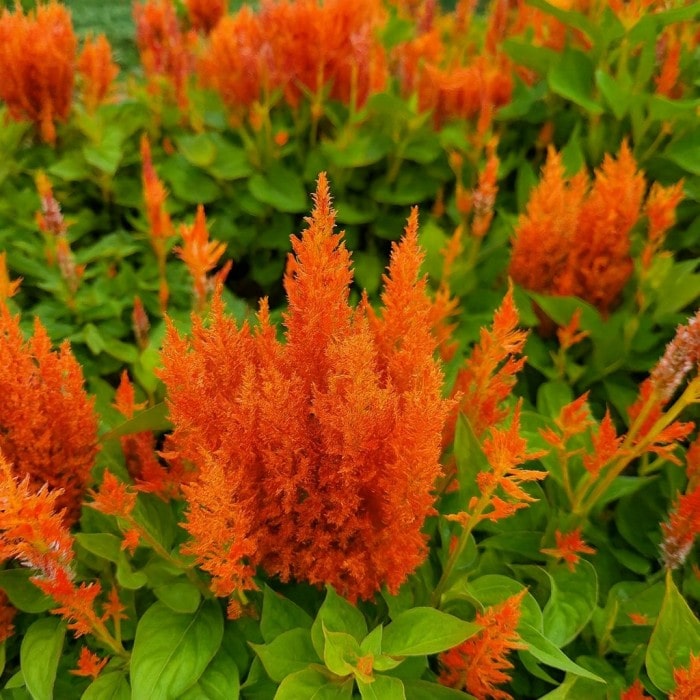 Almanac Planting Co: Close-up of vivid orange celosia plumes in full summer color