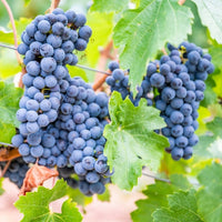 Almanac Planting Co Concord Seedless Grape (Vitis labrusca 'Concord Seedless'). A bunch of ripe, blue grapes sit amongst green foliage.
