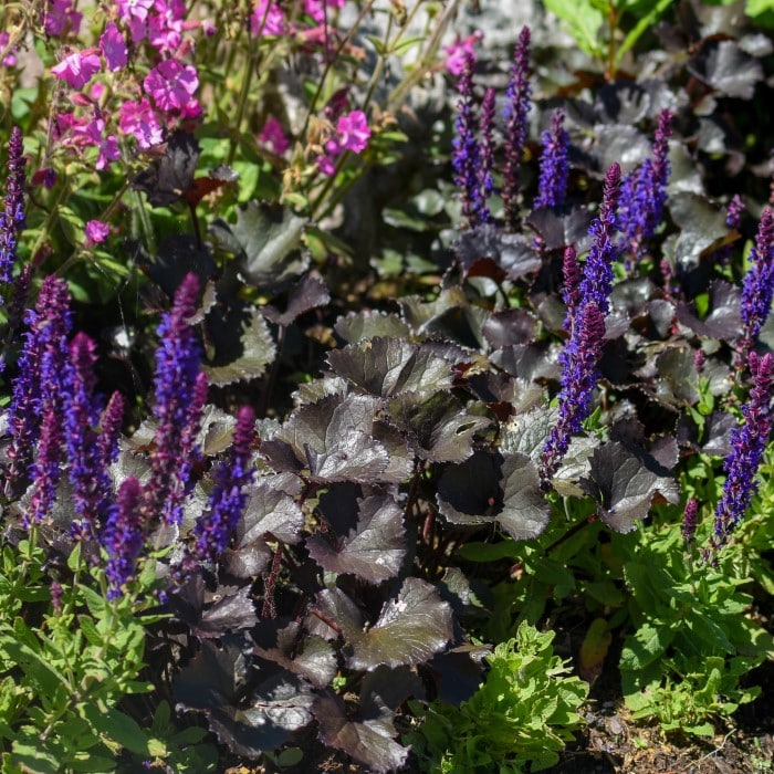 Almanac Planting Co: A vibrant garden scene featuring 'Blackout' Coral Bells (Heuchera 'Blackout') with deep purple-black leaves, providing a stunning backdrop for brightly colored flowers and creating a visually appealing texture contrast.