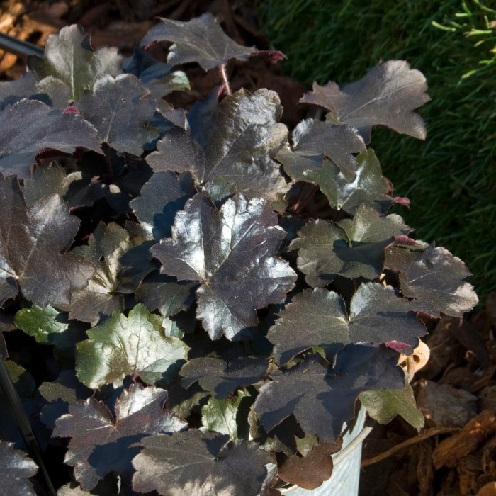 Almanac Planting Co: 'Blackout' Coral Bells (Heuchera 'Blackout') are showcased with their striking dark foliage, offering a dramatic contrast that's ideal for gardeners wanting to create depth and interest in their garden design.
