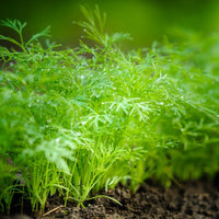 Almanac Planting Co: Dukat Dill herb with lush green feathery foliage growing in a garden bed