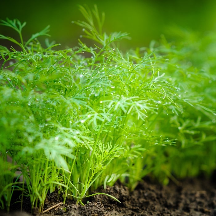 Almanac Planting Co: Dukat Dill herb with lush green feathery foliage growing in a garden bed