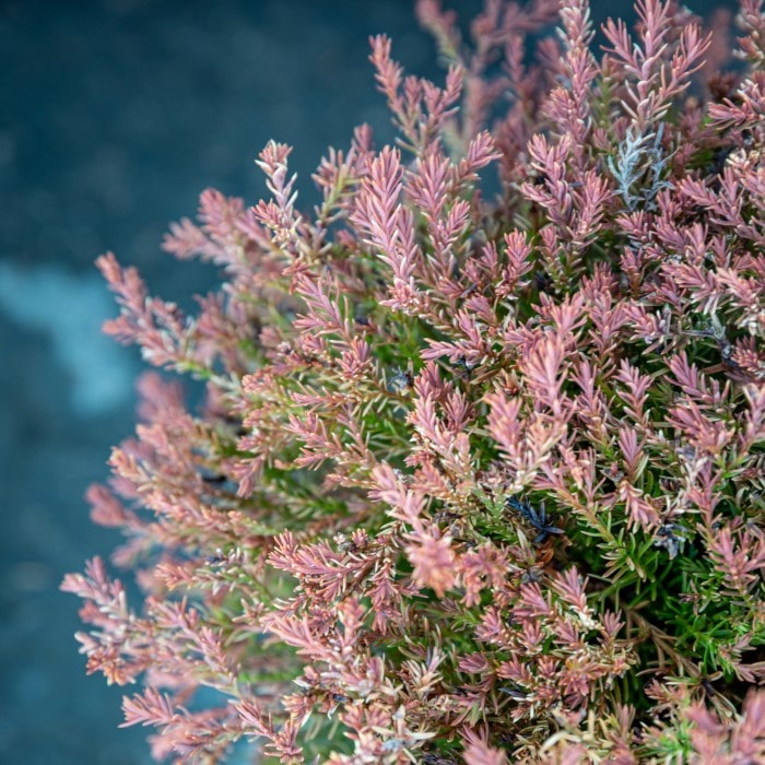 Almanac Planting Co Fire Chief™ Globe Arborvitae. A side view of vibrant red foliage.
