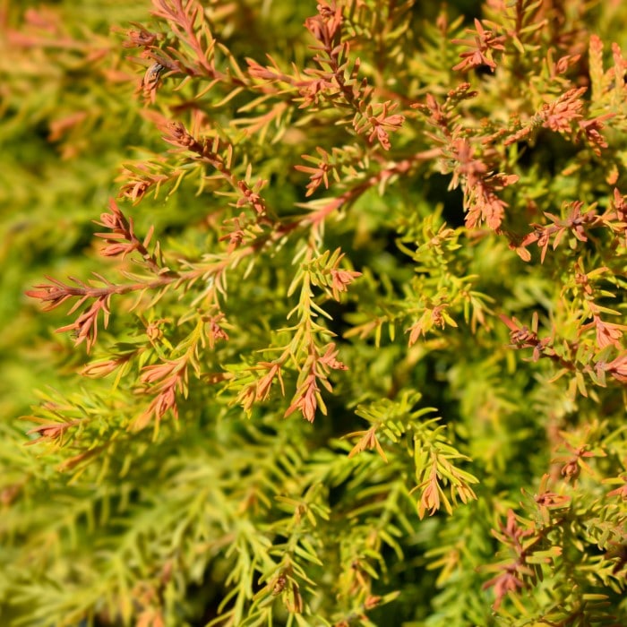 Almanac Planting Co Fire Chief™ Globe Arborvitae. A side view of vibrant gold foliage with red tips.