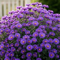 Grape Crush New England Aster