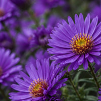 Grape Crush New England Aster